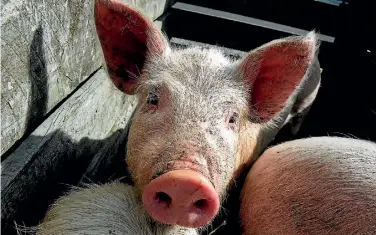  ?? PHOTO: WARWICK SMITH/STUFF ?? Pigs hogging the limelight at the Rongotea stock sale.