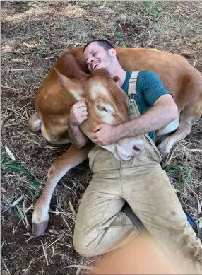  ?? (Photo courtesy Krishna Cow Sanctuary) ?? Tulsi the cow obliges James Higgins with a cuddle at Krishna Cow Sanctuary.