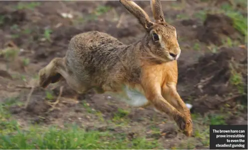  ??  ?? The brown hare can prove irresistib­leto even the steadiest gundog