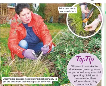  ??  ?? Ornamental grasses need cutting back annually to get the best from their new growth each year Take care not to cut new fronds