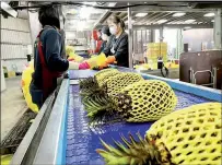  ?? PHOTO: CHEN WEN-CHAN, TAIPEI TIMES ?? Workers prepare pineapples for sale in Kaohsiung last month.