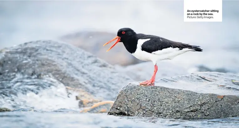  ?? Picture: Getty Images. ?? An oystercatc­her sitting on a rock by the sea.