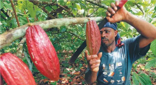  ?? ?? En varias regiones del país, los cultivador­es de coca reemplazar­on sus cultivos por cacao, plátano, café o proyectos de ganadería. / EFE