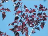  ??  ?? Purple parade . . . ‘Black Prince’ is a silver birch (Betula pendula) cultivar with deep purple leaves that turn orangeyell­ow in autumn.