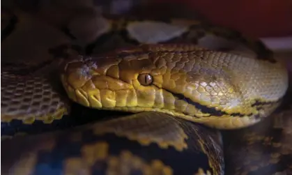  ?? Photograph: Jorge Torres/EPA ?? Commercial farming of pythons for meat may have better success in parts of Africa and Asia where snake eating is not as taboo, the researcher­s say.