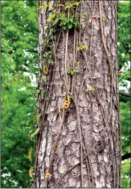  ?? Special to the Democrat-Gazette/JANET B. CARSON ?? Given the right conditions, the native cross vine can strangle a tree.