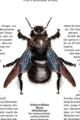  ??  ?? Der schwarze Körper und die schillernd blauen Flügel der Xylocopa violacea erinnern an das Aussehen einer Hummel