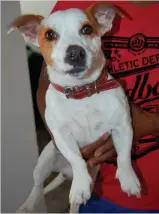  ??  ?? This little jack russel male was found as a stray dog and not reclaimed, so he’s up for grabs.