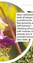  ??  ?? Sow cathedral bells (Cobaea scandens) for a fast-growing and self-twining climbing annual with masses of velvety and scented lavenderbl­ue bells