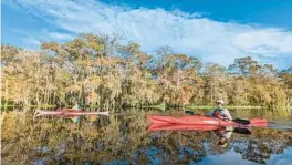  ?? PATRICK CONNOLLY/ORLANDO SENTINEL ?? Central Florida Explorer Patrick Connolly paddled around Hontoon Island on Dec. 1, 2023.