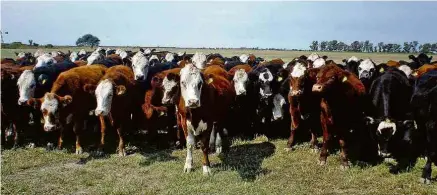  ?? Mauro Zafalon/Folhapress ?? Gado em pasto na região de Santa Fé, na Argentina