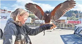  ?? PROVIDED BY US NAVY ?? Gretchen Albrecht, a falconer for Inka Falcon bird abatement services, handles a Harris’s hawk at Trident Refit Facility Bangor.