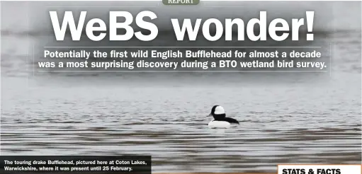  ??  ?? The touring drake Bufflehead, pictured here at Coton Lakes, Warwickshi­re, where it was present until 25 February.