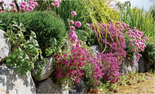  ??  ?? TOP / Brian and Helen Coker. ABOVE / Aubretia, tufts of paler pink thrift Armeria, and Geranium foliage along a low stone wall; the smooth rocks are comfortabl­e to rest on, and were brought from Kaikōura.