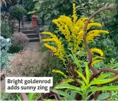  ?? ?? Bright goldenrod adds sunny zing
