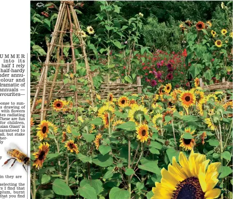  ??  ?? A glorious display of sunflowers with (inset, below left) Velvet Queen and (below) Moonwalker