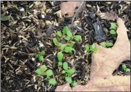  ??  ?? Lettuce will grow readily from seed starting in September, and weekly seeding of short rows will extend the harvest.