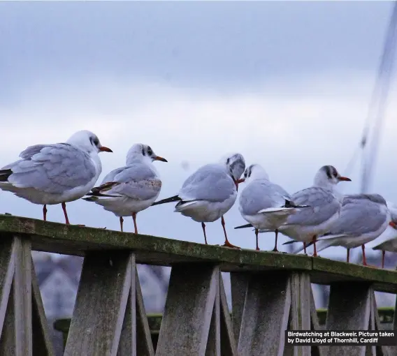  ?? ?? Birdwatchi­ng at Blackweir. Picture taken by David Lloyd of Thornhill, Cardiff