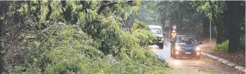  ?? Picture: JUSTIN BRIERTY ?? DELAYS: Captain Cook Highway at Ellis Beach was blocked after a large tree fell.