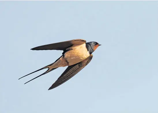  ??  ?? VISITOR: Swallows return here from their winter quarters in Southern Africa at the end of March, and lay from May to August.