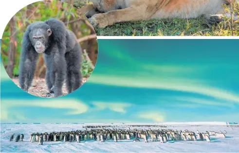  ??  ?? From top: Painted wolves on the run; matriarch lioness Charm and her daughter Yaya; emperor penguin fathers nurse their chicks; David the chimpanzee; the Southern Lights — Aurora Australis — over the emperor penguin colony in Atka Bay, Antarctica; tiger Biba takes time out.