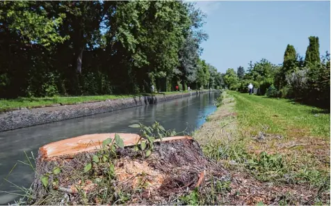  ?? Foto: Michael Hochgemuth ?? 27 Bäume am Herrenbach sind schon weg. Wie es mit den anderen weitergeht, sollen jetzt gemeinsam zwei neutrale Gutachter aus den Bereichen Ökologie und Wasserbau klären, die vom Umweltrefe­rat beauftragt wurden.