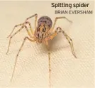  ?? BRIAN EVERSHAM ?? Spitting spider