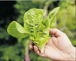  ?? STEVE WHYSALL/PNG FILES ?? The leaves of Little Gem lettuce are thick and juicy, and they pack a sweet crunch.