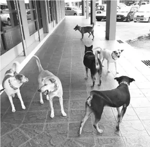  ??  ?? Vaccinated stray dogs wear colourful plastic chain collars with the vaccinatio­n label on it.