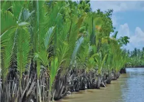  ?? ?? Agarup 85% ti asukar iti tubbog ti nipa ti mabalin a masinglag nga agbalin a bio-ethanol.