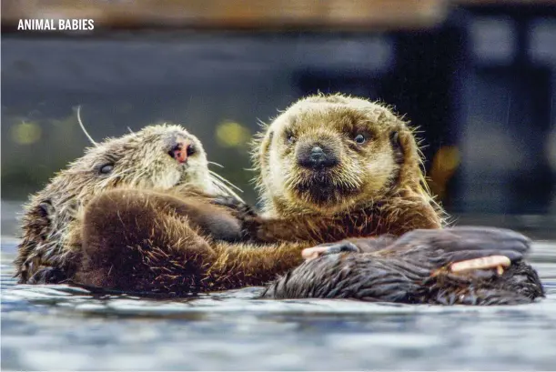  ??  ?? Above: baby sea otters have fur with inbuilt buoyancy. Below: baby Limpet is seen playing with dangerous discarded plastic, such as golf balls.