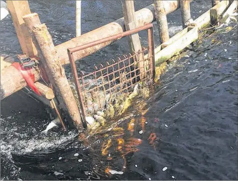 ??  ?? A mass fish kill noted at Nova Scotia Power’s White Rock generating station last May prompted an investigat­ion by the Department of Fisheries and Oceans.