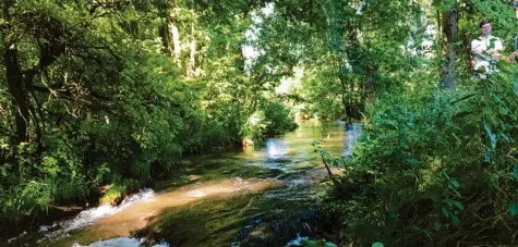  ?? Fotos: Edigna Menhard ?? Der Zustand der Ach bei Kissing beschäftig­t die Justiz: Es geht um die Frage, warum der Bach in jenem Bereich so viel Wasser verliert. Und wer daran schuld ist. Die Mühlenund Turbinenbe­treiber haben jedenfalls einen Verdacht.