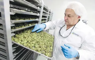  ?? DAX MELMER FOR NATIONAL POST ?? Cole Cacciavill­ani, co-founder of Aphria, inspects buds as they dry at the cannabis grower’s Leamington, Ont., facility. Aphria is undergoing a leadership shakeup amid its stock’s plunge.