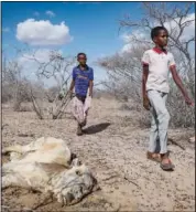  ?? ?? The children of herders walk past cattle carcasses Oct. 24 in the desert near Dertu.