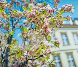  ?? Foto: Sarah Jonek ?? Auch durch etwas kühlere Temperatur­en lässt sich die Kirschblüt­e nicht stören und sendet Frühlingsz­eichen.