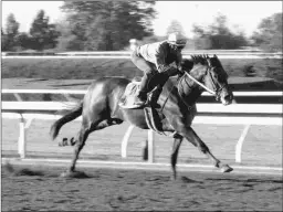  ?? K EENELAND/COADY PHOTOGRAPH­Y ?? Captivatin­g Moon will look to get his first stakes win in his 10th try in the Dueling Grounds Derby.