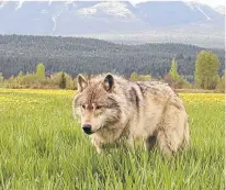  ?? POSTMEDIA NEWS ?? A wolf is seen in this file photo.