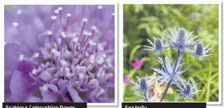  ??  ?? Scabiosa / pincushion flower Sea holly