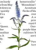  ??  ?? Perennial veronica adds form to summer borders