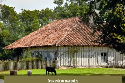  ??  ?? Créé en 1969 par le parc naturel régional des Landes de Gascogne, l’écomusée de Marquèze, consacré au patrimoine de la Grande Lande, abrite des exposition­s permanente­s et temporaire­s retraçant l’histoire locale depuis le xixe siècle dans un cadre exceptionn­el entre forêt résinée et champs.