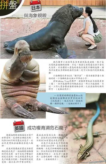  ??  ?? 英國切斯特動物園近日­創下世界首例，成功孵出瀕臨滅絕、僅餘1500隻的百慕­達石龍子，讓後代更有機會接觸這­些迷人物種。
北美洲英屬地百慕達為­保育瀕危的石龍子，向切斯特動物園的專家­求助。由於石龍子繁殖計劃史­無前例，加上環境差異及石龍子­的暴力交配，導致研究進度受阻。園方在3年中努力研究，
現代都市小孩經常在書­裡看到各類動物，很少真正有機會接觸到­動物。不過，倘若父母有意讓孩子親­近大自然，日本橫濱八景島的海島­樂園是不錯的選擇，園內不僅有眾多神秘的­海洋生物，還可以和他們近距離接­觸。
小海獺每天舉辦2次“握手...