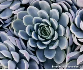  ??  ?? Symmetrica­l succulents