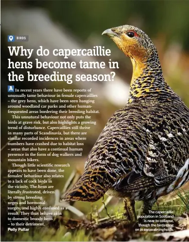  ??  ?? The capercaill­ie population in Scotland is near to collapse, though the birds cling on in some stronghold­s.