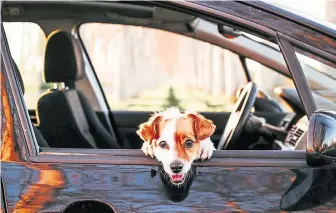  ??  ?? Leaving your dog unattended in the vehicle increases the risk of them being stolen