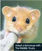  ??  ?? Adopt a dormouse with The Wildlife Trusts