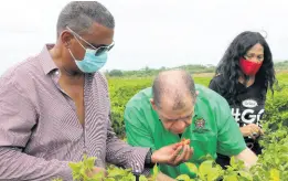  ?? PHOTO BY CHRISTOPHE­R SERJU ?? Farmer Gary Coulton (left) breaks open a ripe West Indian red pepper to allow Agricultur­e Minister Audley Shaw to get a good sniff duirng a tour of his farm on the Springffie­ld Agro-Park in Clarendon. General manager of GK Foods & Services – Grace Agro Processors, Maureen Denton, keeps a safe distance away.