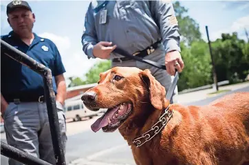  ??  ?? Otras de las iniciativa­s aprobadas es la que permite que los animales de servicio retirados –como perros policía– sean adoptados por sus cuidadores