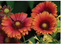  ?? (TNS/Norman Winter) ?? Heat It Up Scarlet blanket flower or gaillardia made its debut this spring. They will reach about 2-feet tall with a spread of close to 3 feet.