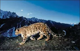  ?? CONTRIBUTE­D ?? National Geographic photograph­er Steve Winter observed a snow leopard in India.